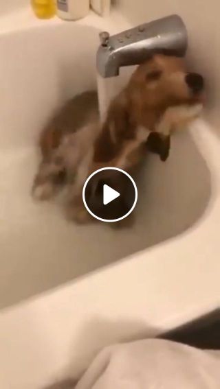 Cute Doggo Love And Enjoy Bath