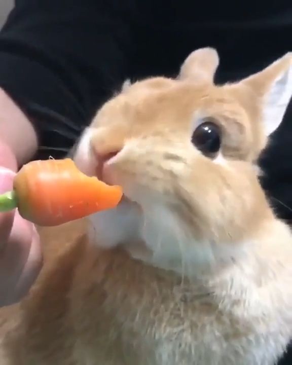 Rabbit eating carrot gif, cute animal gif, cute animal videos, cute rabbit, carrot.