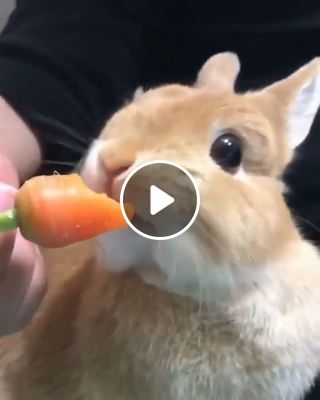 Rabbit Eating Carrot GIF