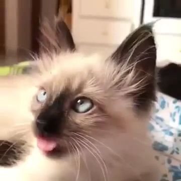 Funny cat gifs, funny cat, funny pet, sing.