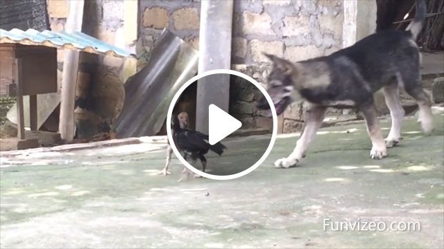 Wait for it....lol - funny dog videos, funny dog videos, funny pet videos, chicken, fighting. #0