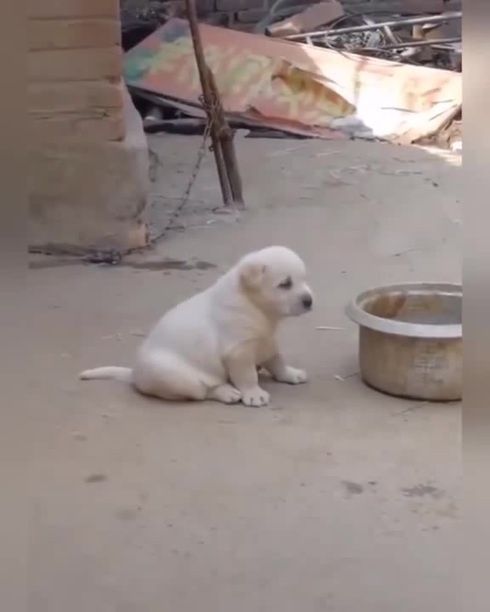 Funny Puppy Imitates Rooster. Cute Dog Videos. Cute Pet Videos. Cute Puppy Videos. Rooster.