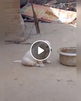 Funny puppy imitates rooster