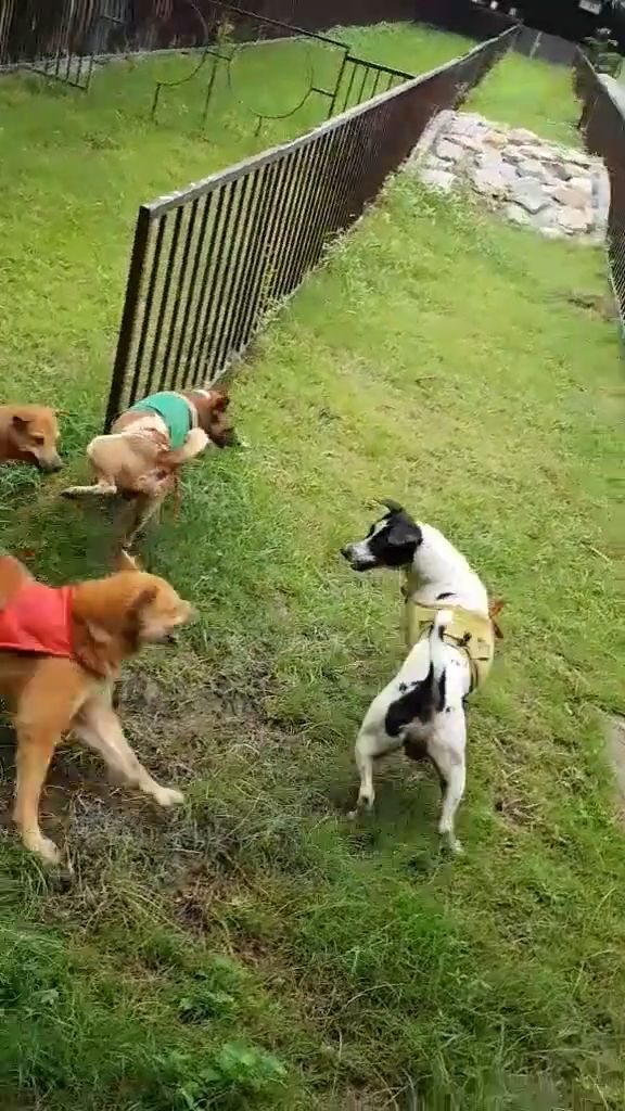 Funny dog videos - bravery of a champion, funny dog videos, funny pet videos, dog racing, fence.