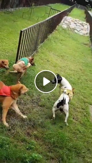 Funny dog videos - bravery of a champion
