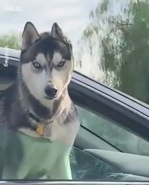 Hey man, don't look at me like that, siberian husky, funny dog, funny pet, car, car door, car window.