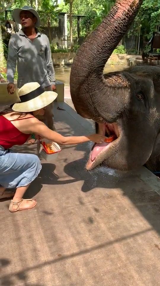 Feeding Elephant. Funny Animal Gifs. Elephant. Fruits. Zoo.