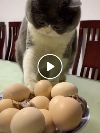 Mischievous Cat knocks eggs off table