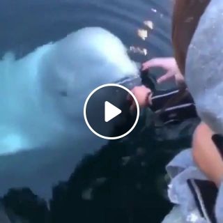 White whale rescues phone dropped in sea