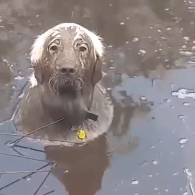 Oh No! My GOD! TOBY. Funny Pet. Funny Dog. Mischievous. Mud Bath.