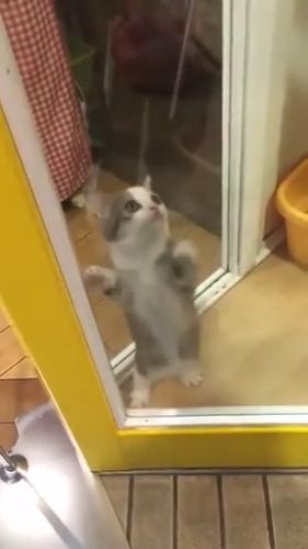 Funny Cat Videos - Cute And Funny Kitten Dancing. Funny Cat. Funny Pet. Dancing Cat.