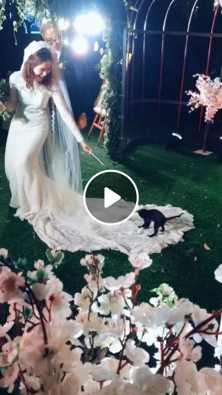 Cute Kitten love the wedding dress