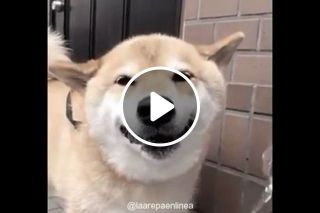 Dog Has Most Adorable Smile