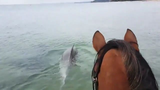 Incredible moment horse goes swimming with dolphins, beautiful nature, horse, dolphin, wild animal.