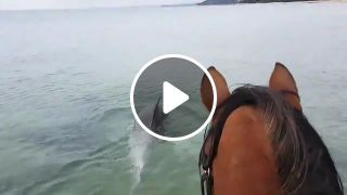 Incredible moment horse goes swimming with dolphins