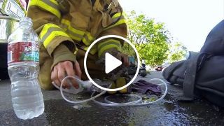 Rescue team saves kitten