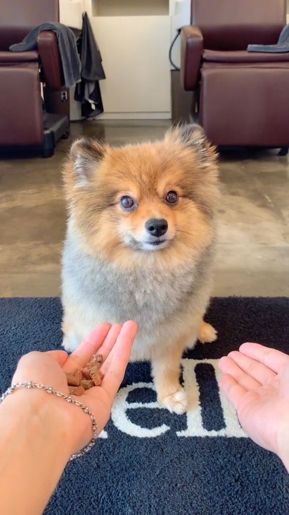 Wat??? Is That Magic? - Video & GIFs | funny dog videos,funny pet videos,pet food,hand
