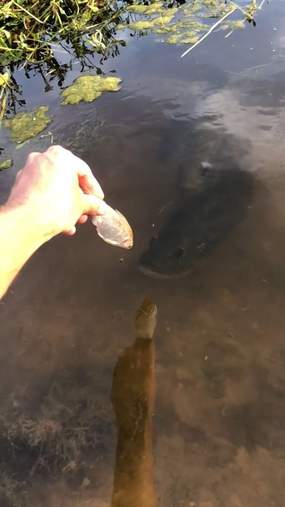 Be Careful When Feeding Fish. Funny Gifs. Fish. Wild Animal.