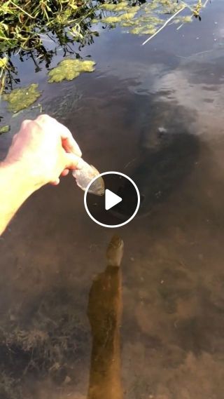 Be careful when feeding fish