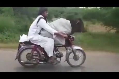 Big pet rides on motorbike with owner, funny videos, funny animal videos, funny, cow, motorbike.
