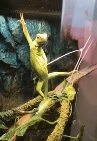 Funny animal GIFs - Funny Standing, Lizard, Funny Animal, Model