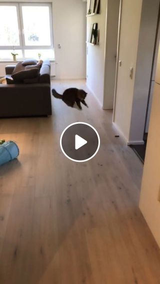 Funny Cat Videos - Fun game to play with your cat