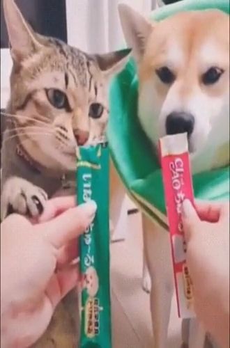 Why Can't Cats Eat Dog Food, And Vice Versa?. Cat Food. Dog Food. Funny Cat. Funny Dog. Funny Pet. Shiba Inu.