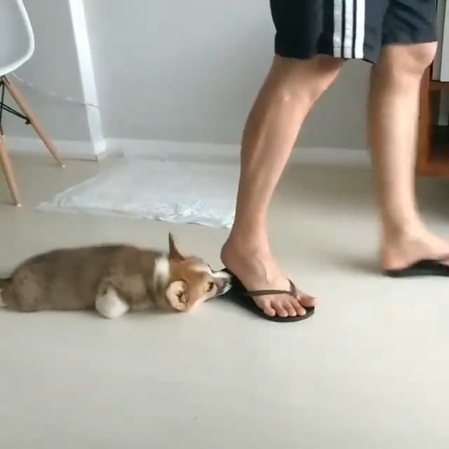 How To Stop A Dog From Eating Shoes And Slippers. Funny Dog Videos. Funny Pet Videos. Sandal. Funny.