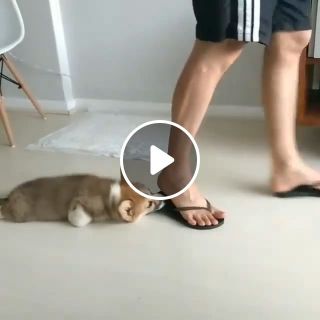 How to Stop a Dog From Eating Shoes and Slippers