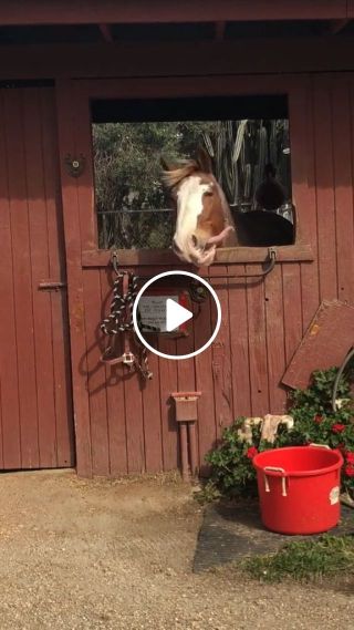 Horse Laughing GIFs