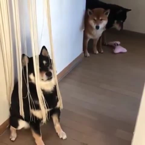 Yeah, they won't see me after this curtain., Curtain, Black Shiba Inu, Shiba Inu, Funny Dog, Funny Pet