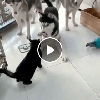 3 husky dogs blocking the cat's passage