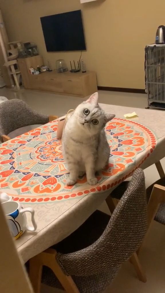 Cute cat gifs, cute cat gifs, cute pet gifs, dinner table.