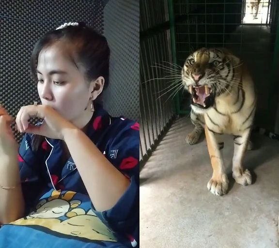 How to make a tiger calm, funny videos, funny, tiger, funny animal videos, calm, angry.