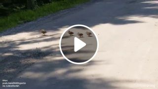 Funny birds cross the road