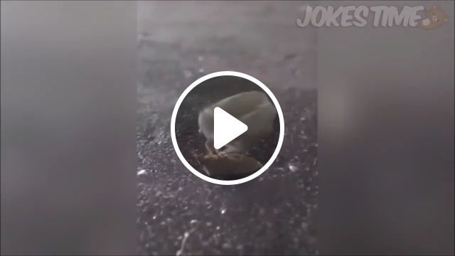 Funny insects gifs - athletes in the insect world, bug gif, insect, funny animal, athlete. #0