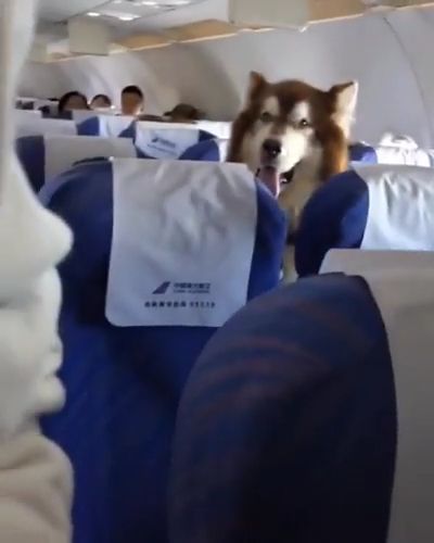 Special passengers on the flight, Funny Dog Videos, Funny Pet Videos, Penger, Flight