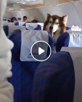 Special passengers on the flight