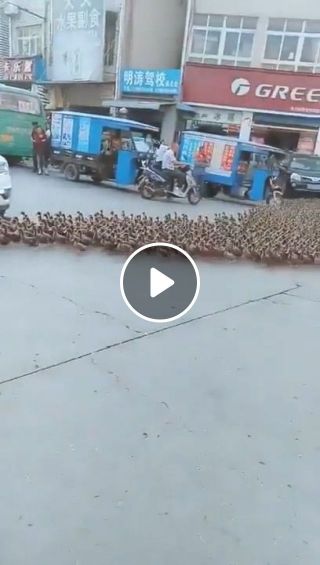 Hundreds of ducks cross the road