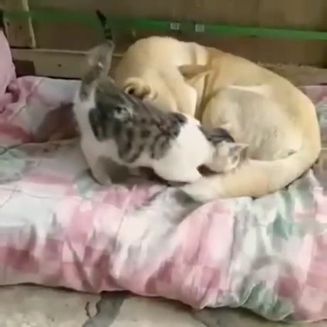Kitten Want A Warm Embrace Of Sleep. Cute Cat Videos. Cute Dog Videos. Cute Pet Videos. Sleeping.