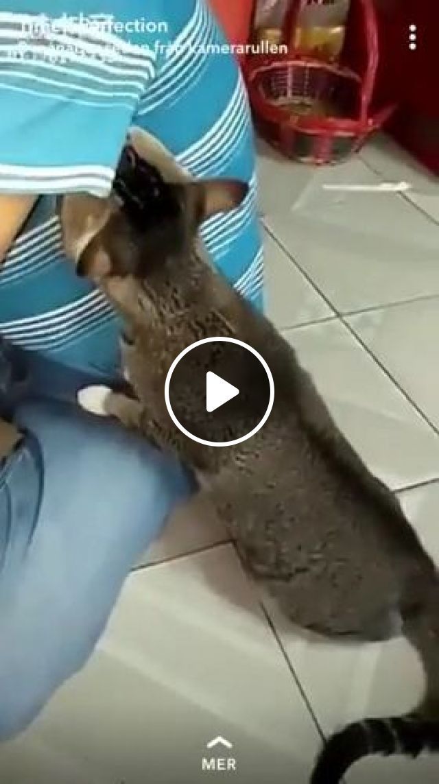 Hey Man, There's A Strange Smell In Your Armpit - Video & GIFs | smelly armpits, funny cat, funny pet