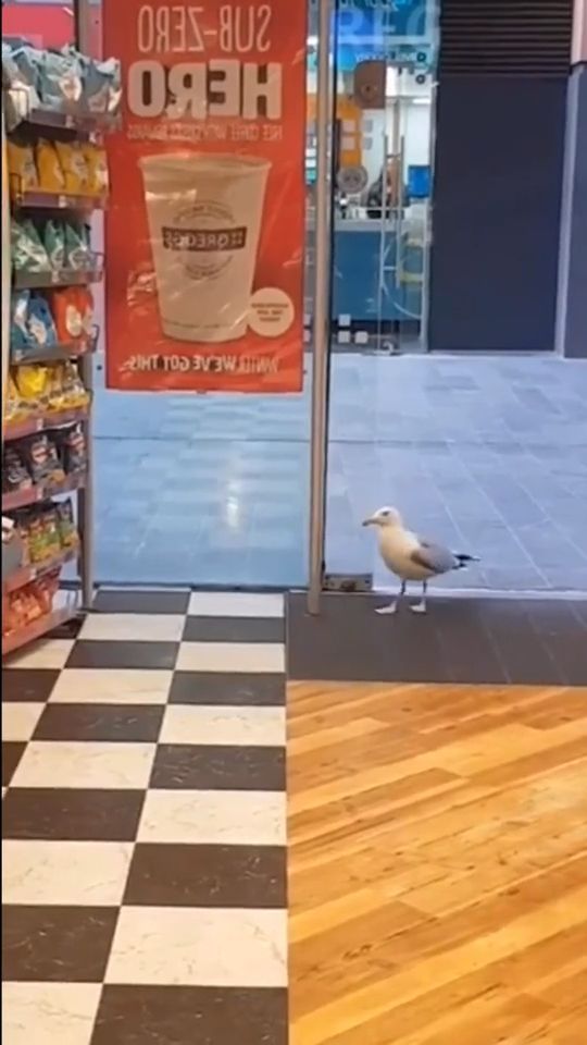 Smart bird steals cake at the store, funny bird videos, funny animal, convenient store, thief.