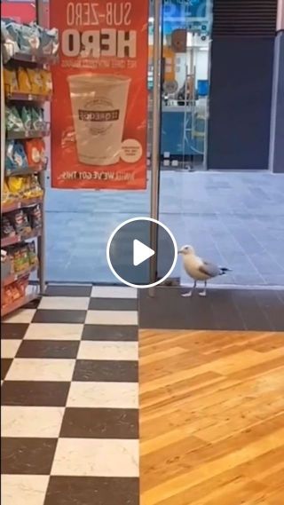 Smart bird steals cake at the store