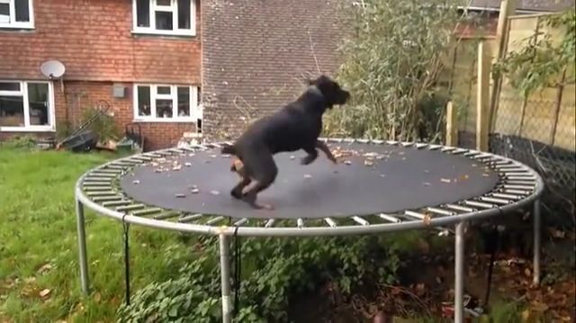 He really enjoyed this game, haha, funny dog gifs, funny pet gifs, game, trampoline.