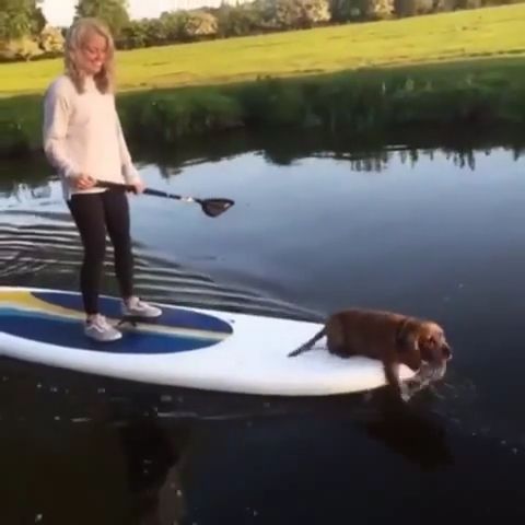 Dog Goes Paddle Boarding With Owner. Paddle Board. Funny Dog. Funny Pet. River. Summer.