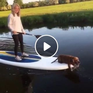 Dog goes paddle boarding with owner