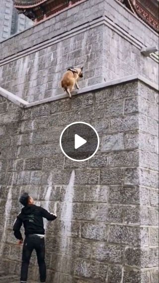 Unbelievable - Dog climbs up a high wall
