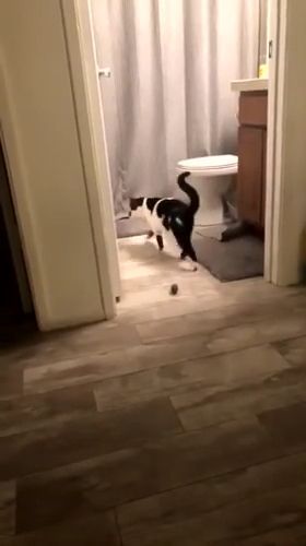 How to lengthen arms naturally, funny cat, funny pet, door, toilet, arm.