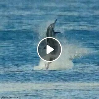 Dolphin dance gifs