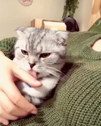 Funny Cat And Sweater. Funny Cat. Funny Pet. Hand. Sweater.